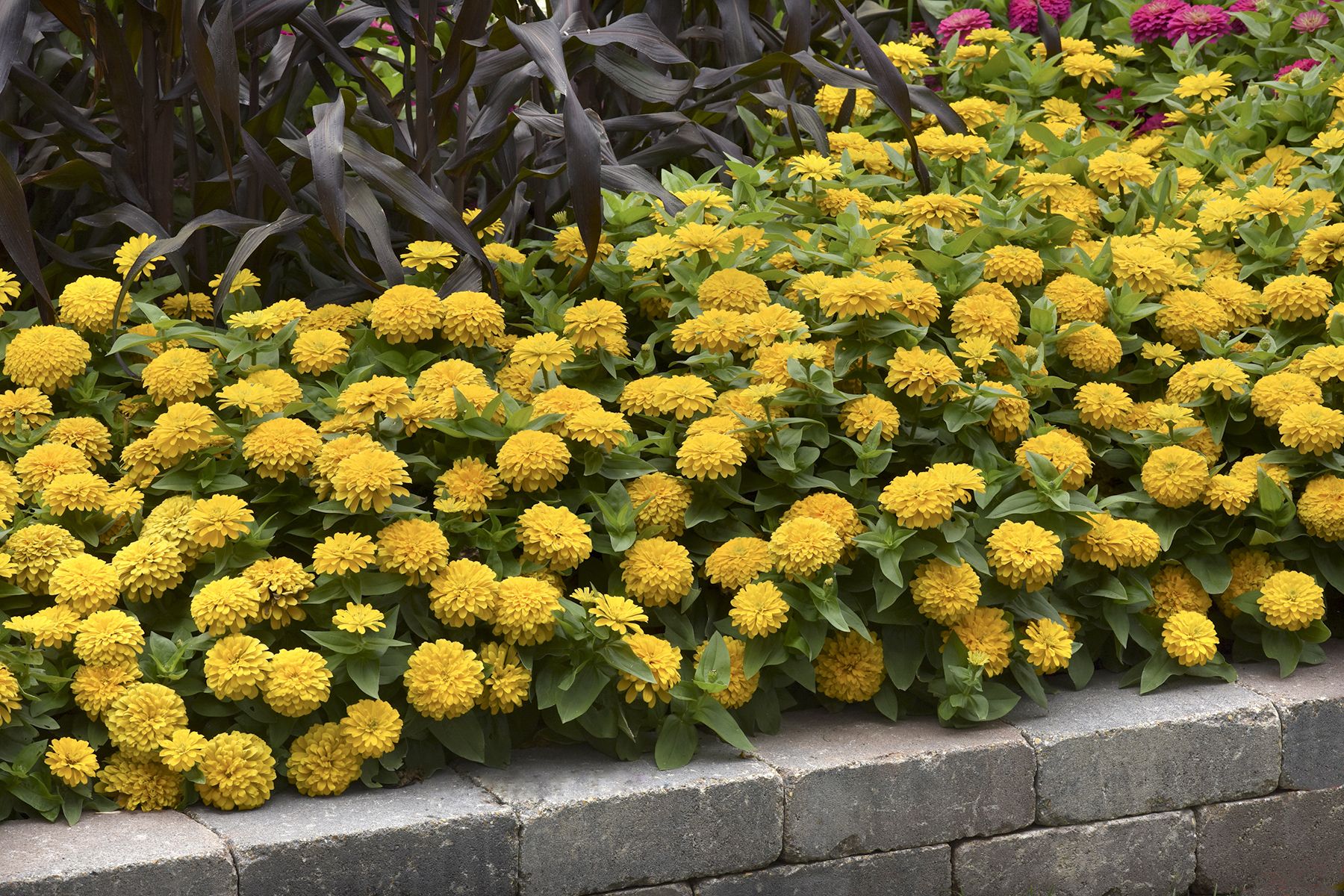 Why Zinnias Have Zing