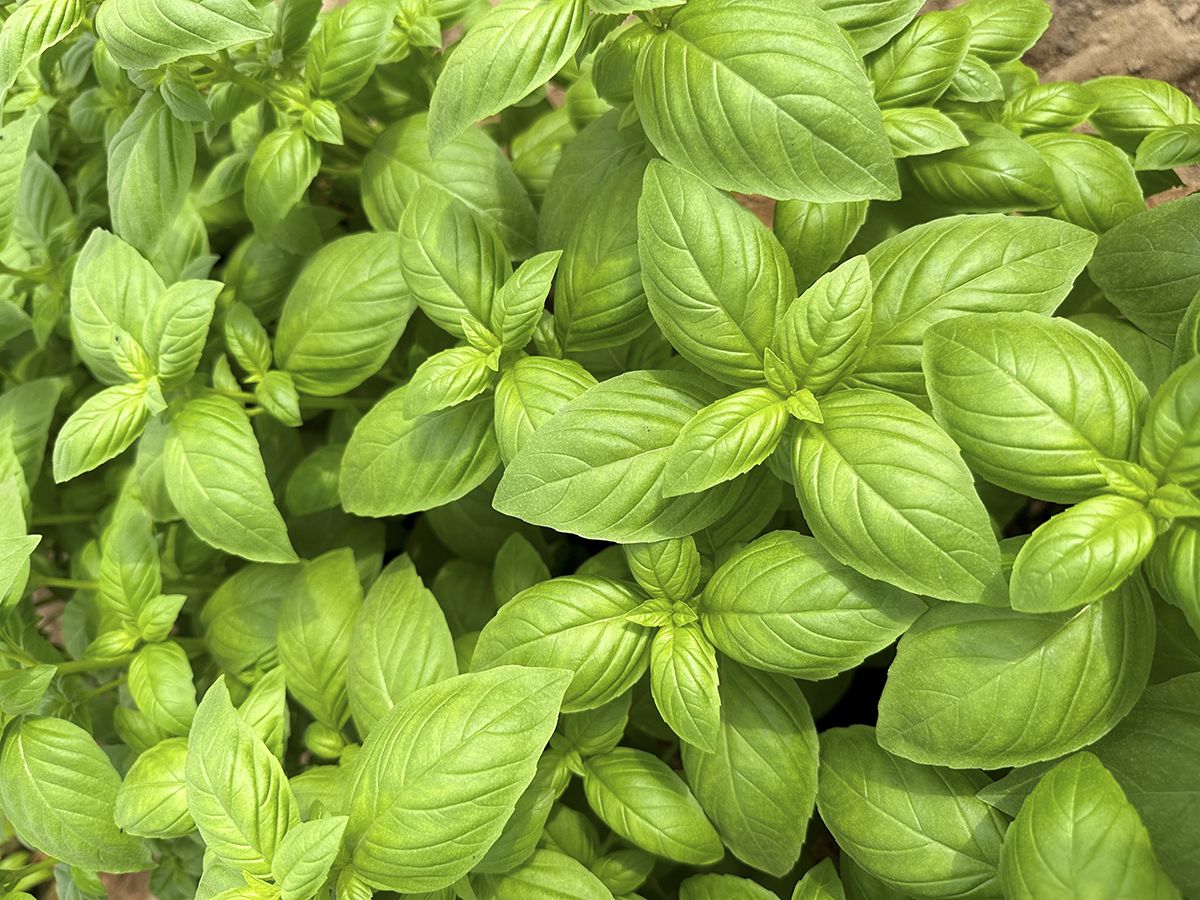 The Basil Tipping Point