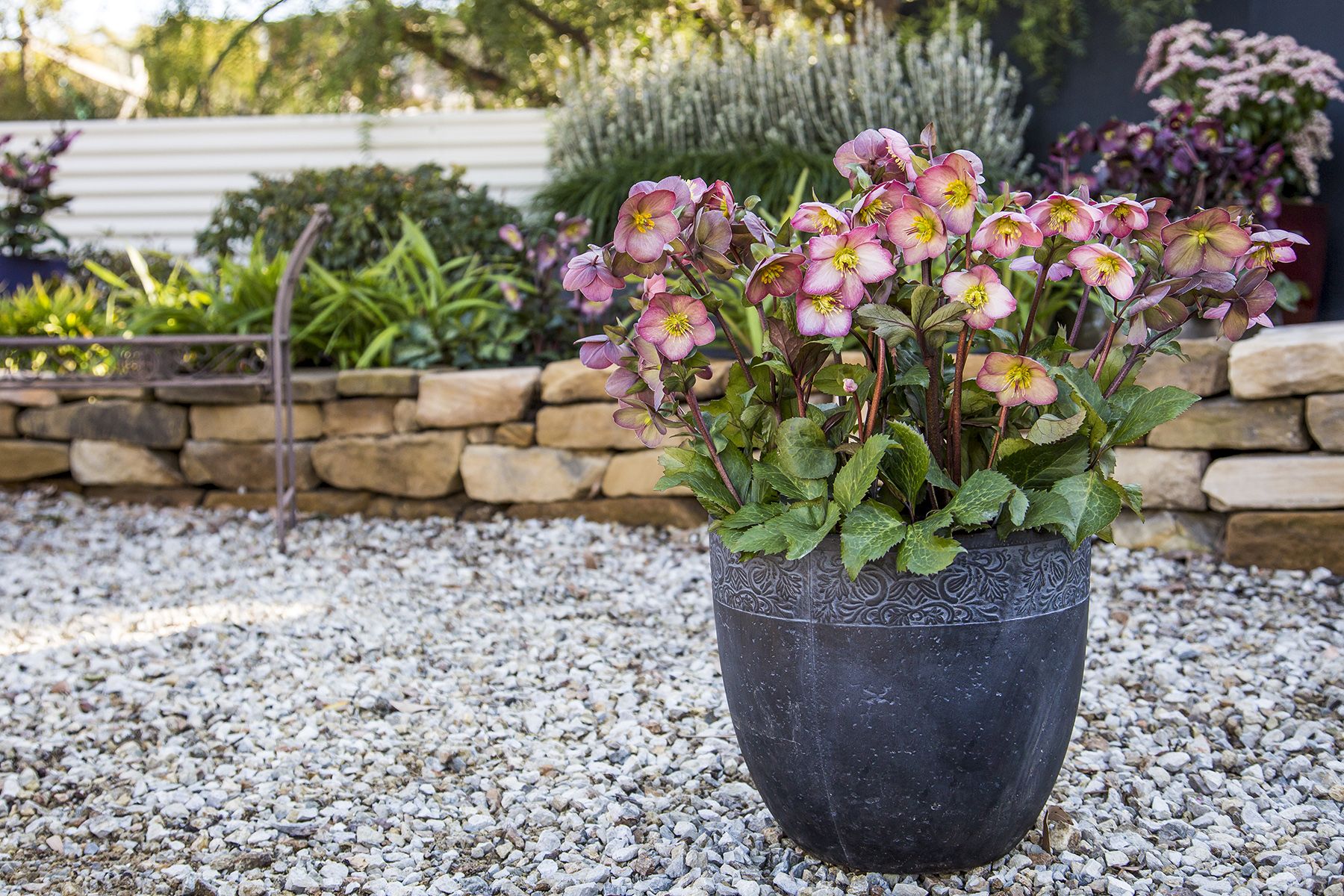 The High End of Hellebores