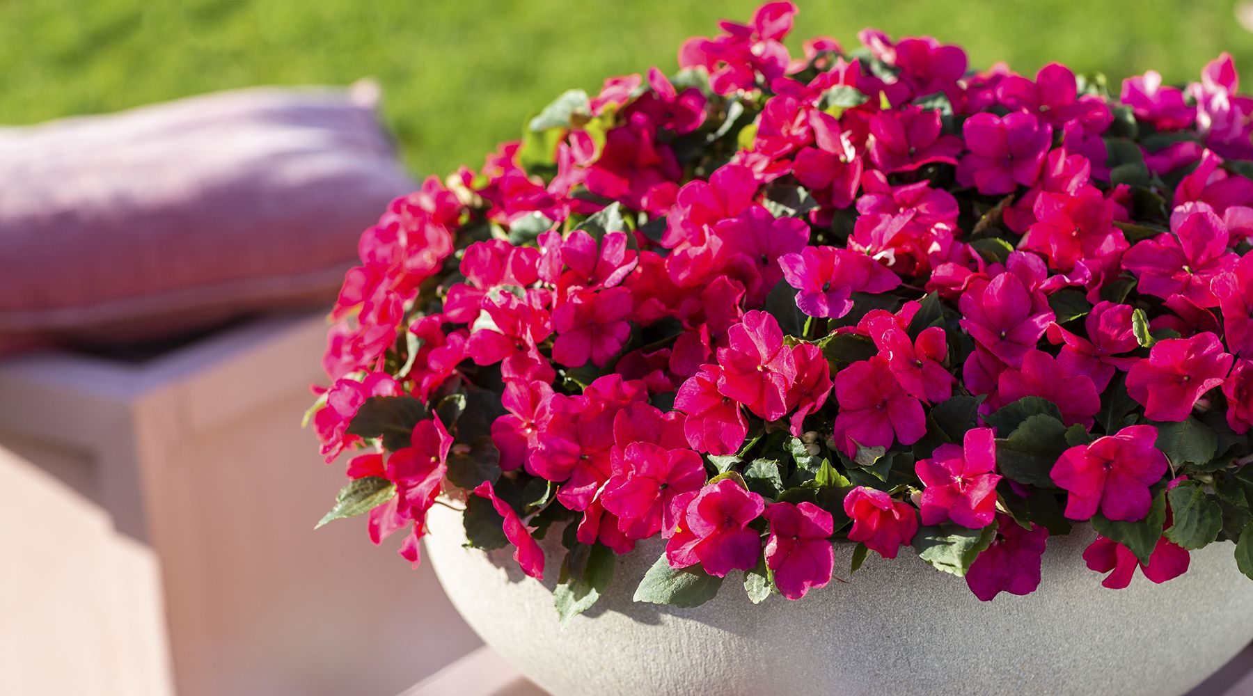 A Buyer's Guide to Spring Impatiens