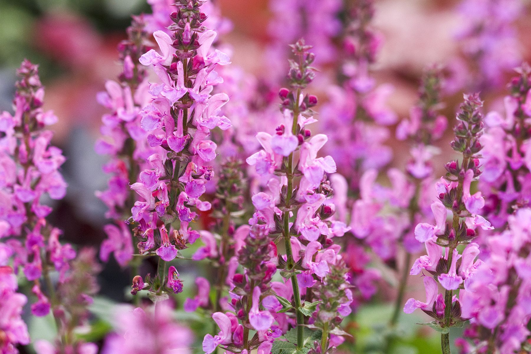 The Salvia Superpower